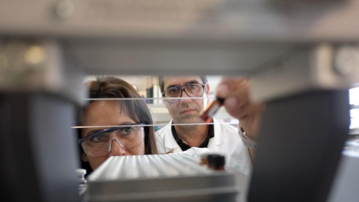 Nas, ulls i llengua electrònica per distingir els tipus de whisky