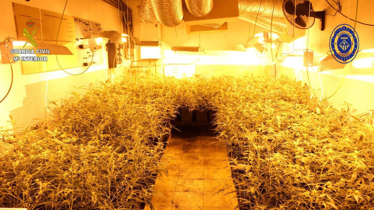 Desmantellen una plantació de 400 plantes de marihuana en un habitatge de Segur de Calafell