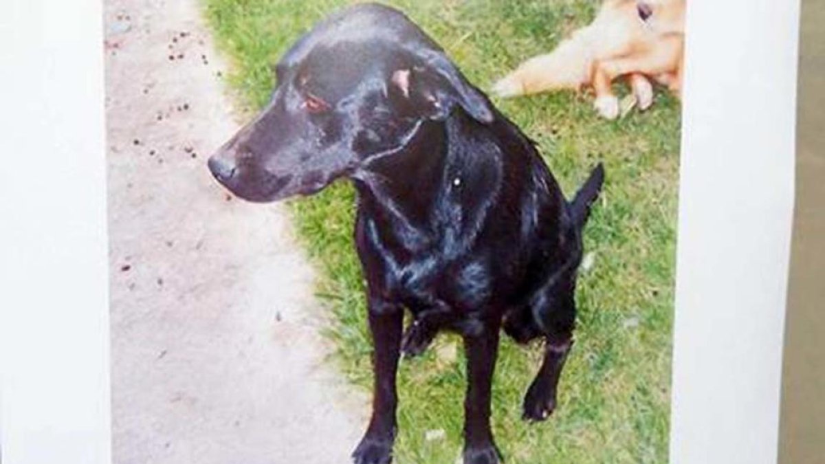 Un ciudadano pide ayuda para recuperar su perra perdida