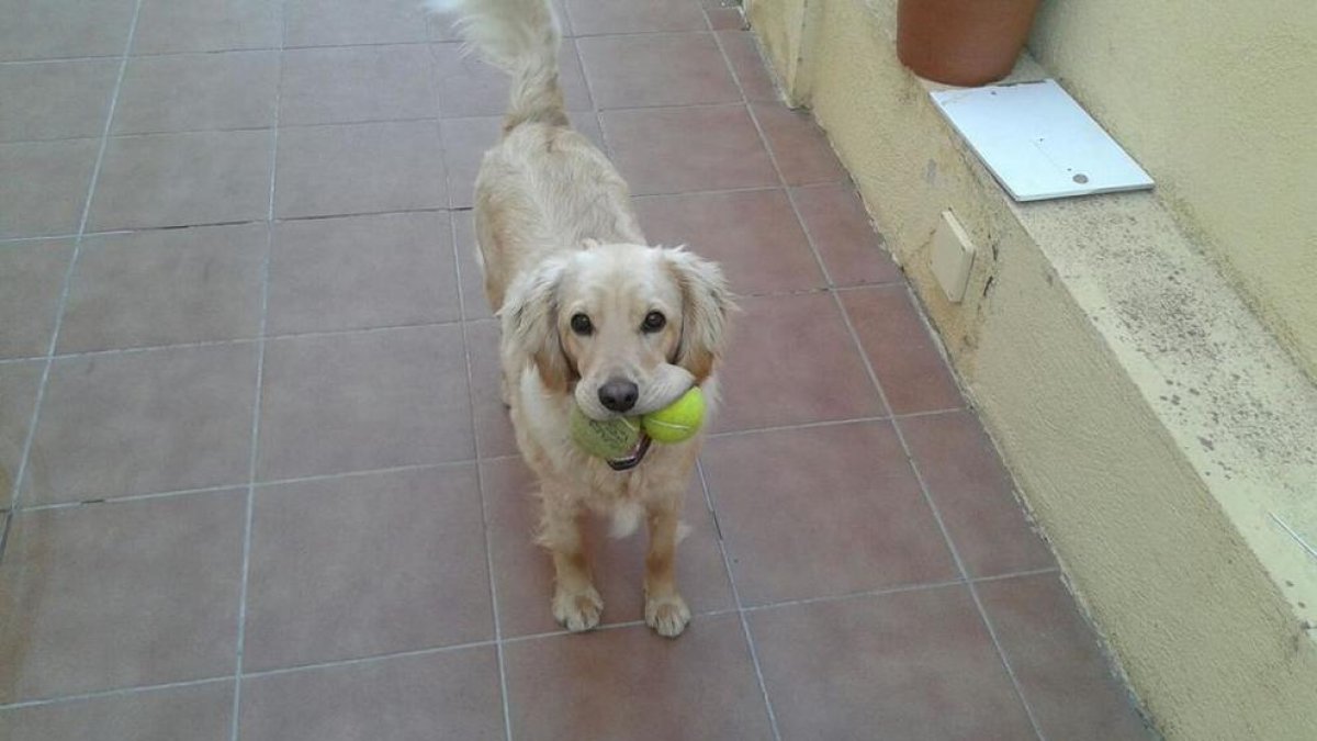 Denuncian que continúan los robos de perros en Calafell