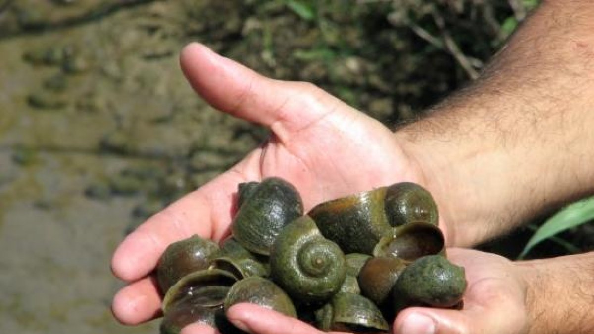 Vuelven a adelantar el secamiento de los campos de arroz para erradicar el caracol manzana.