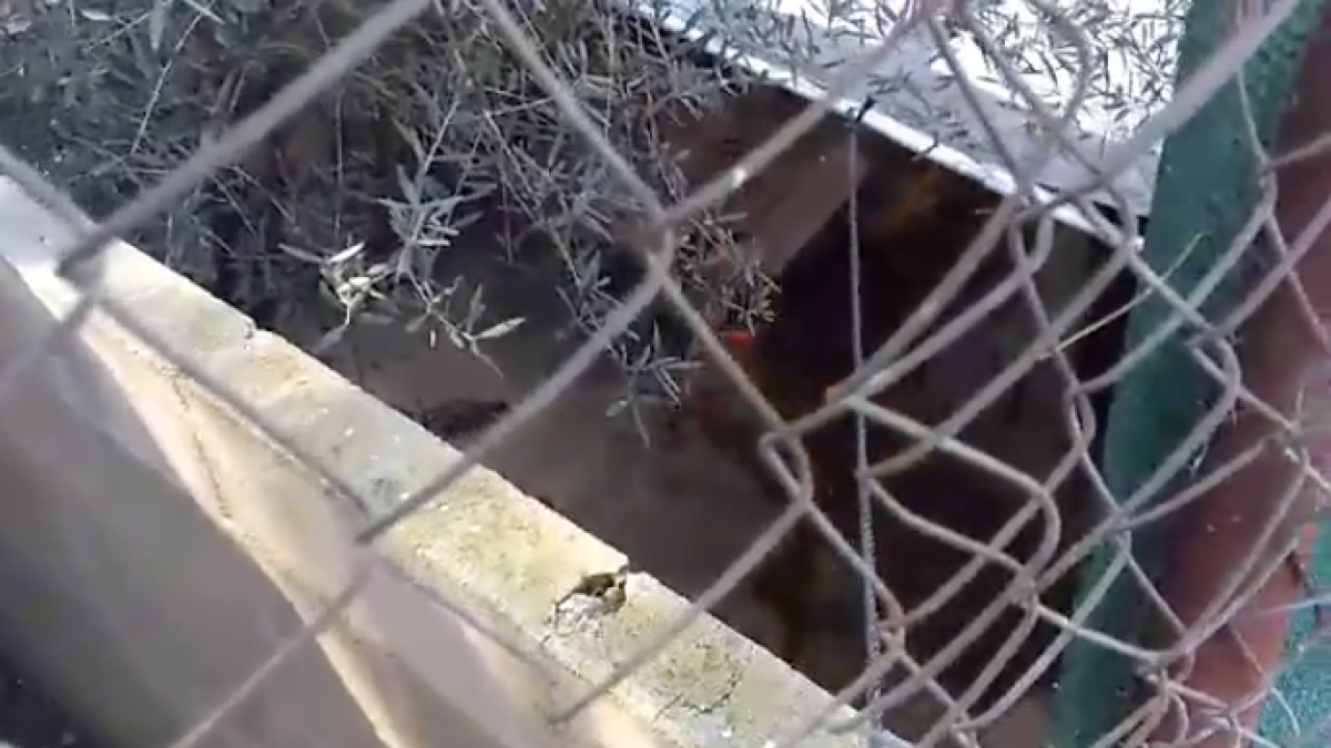 Una vallenca demana un advocat per salvar una gossa