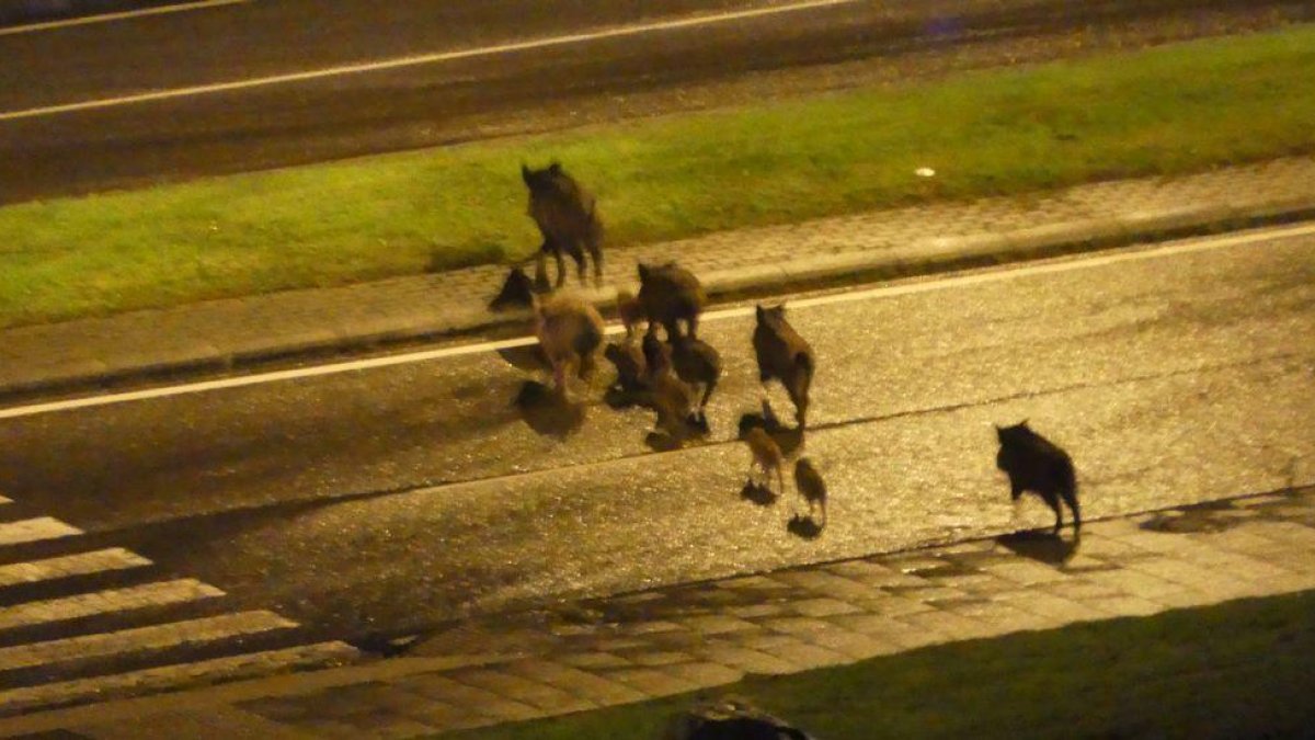 Uns senglars es deixen veure al Parc del Francolí