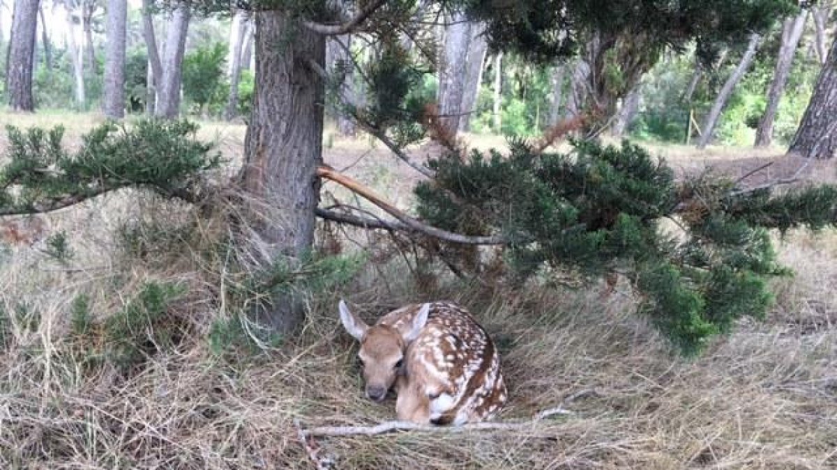 Nace la primera pareja de gamos del Parc Samà de Cambrils