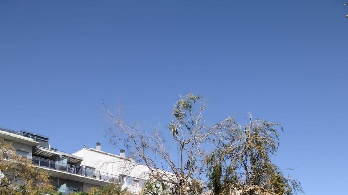 El vent fa caure diversos arbres a Salou