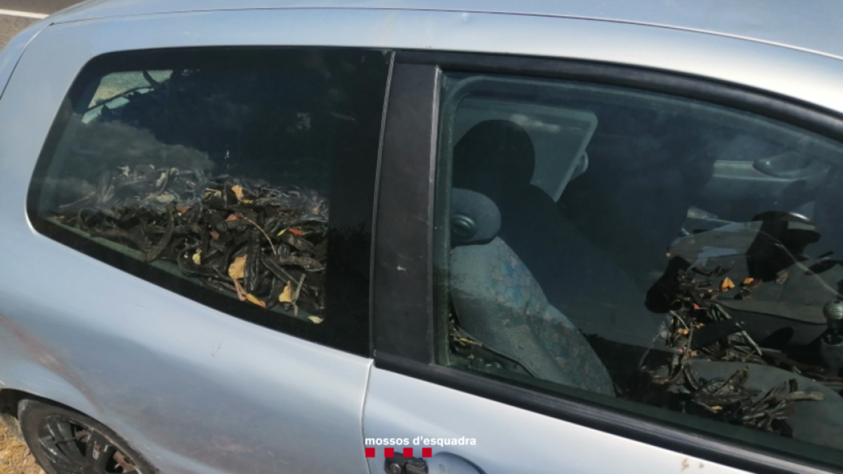 Detenido un hombre que se dio a la fuga después de robar algarrobas en Amposta