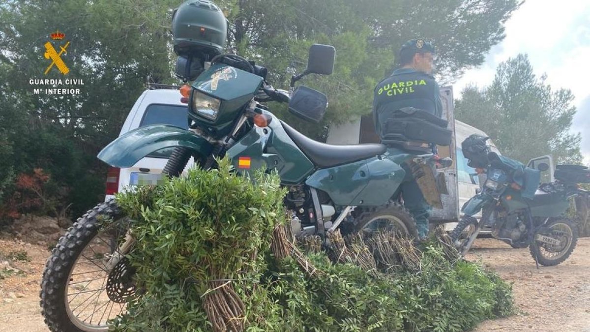 Denunciado un vecino de Tarragona por cosechar 50 kilos de lentisco en Tortosa sin autorización