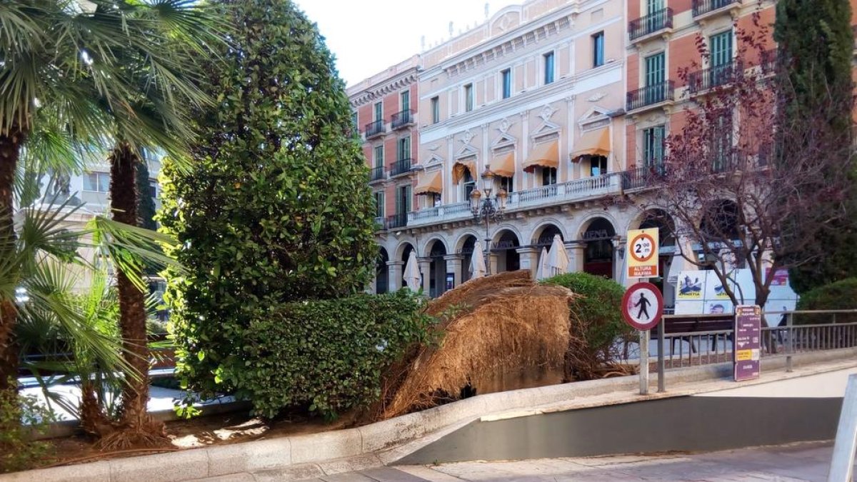 Imatge d'un arbre caigut a la plaça Prim de Reus.