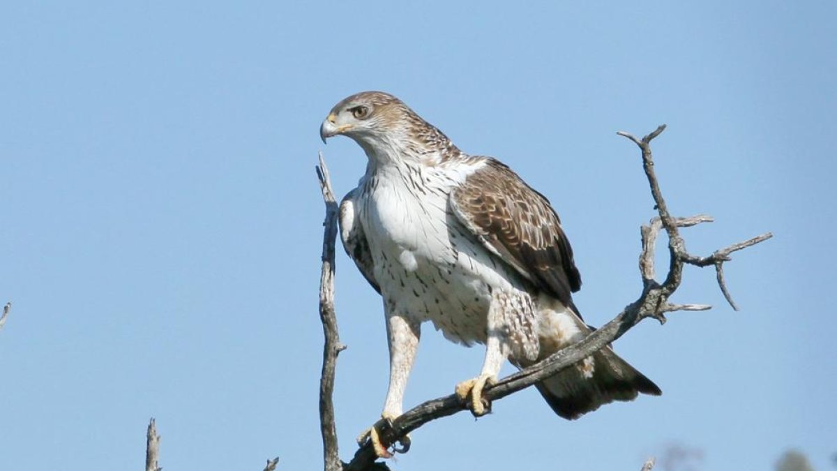 Agentes Rurales intensifican la vigilancia en las Tierras del Ebro de las aves de rapiña protegidas