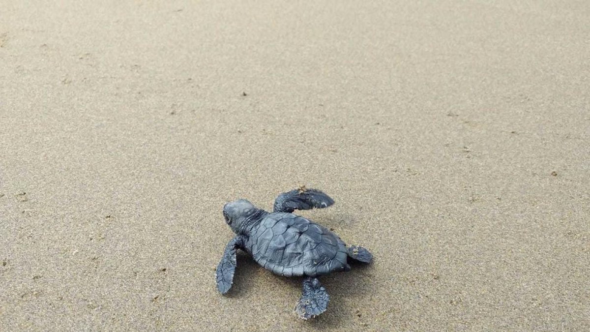 Tarragona liberará a un grupo de tortugas que nacieron en la Playa del Miracle