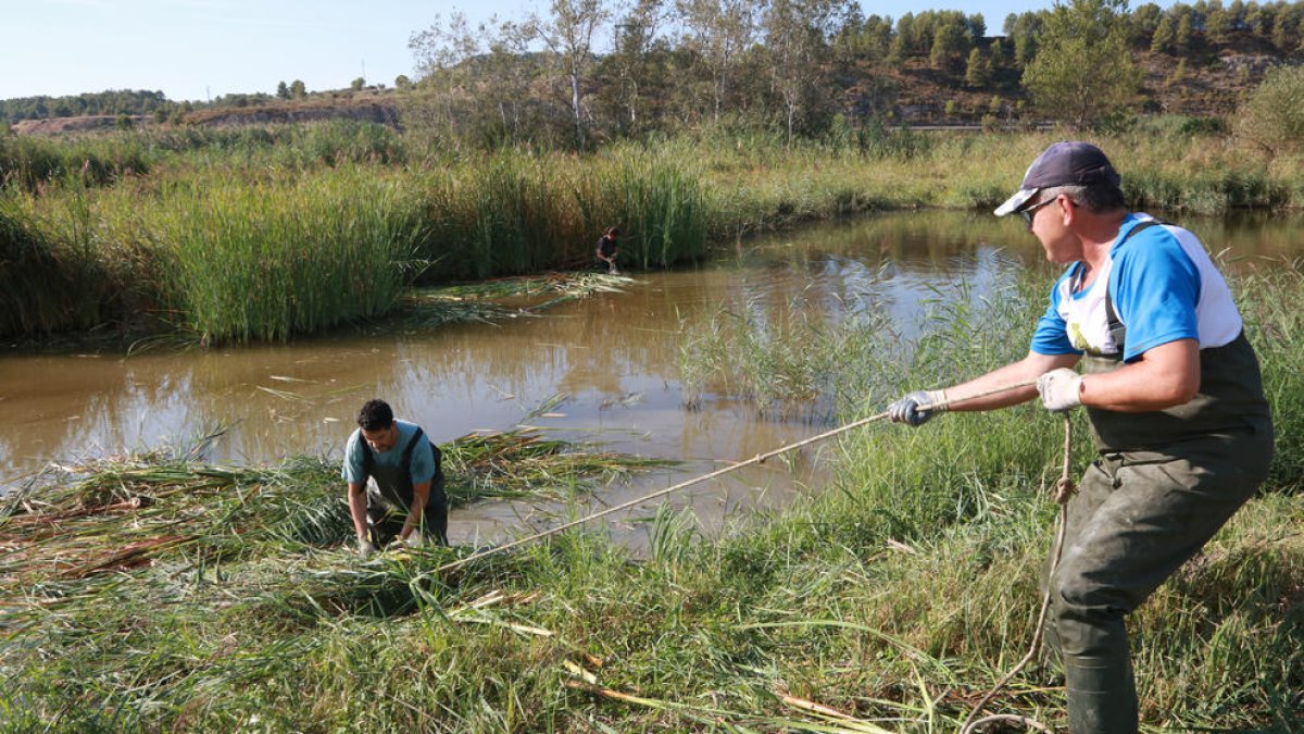 Netegen una de les llacunes de la reserva natural de Sebes de Flix per propiciar la biodiversitat