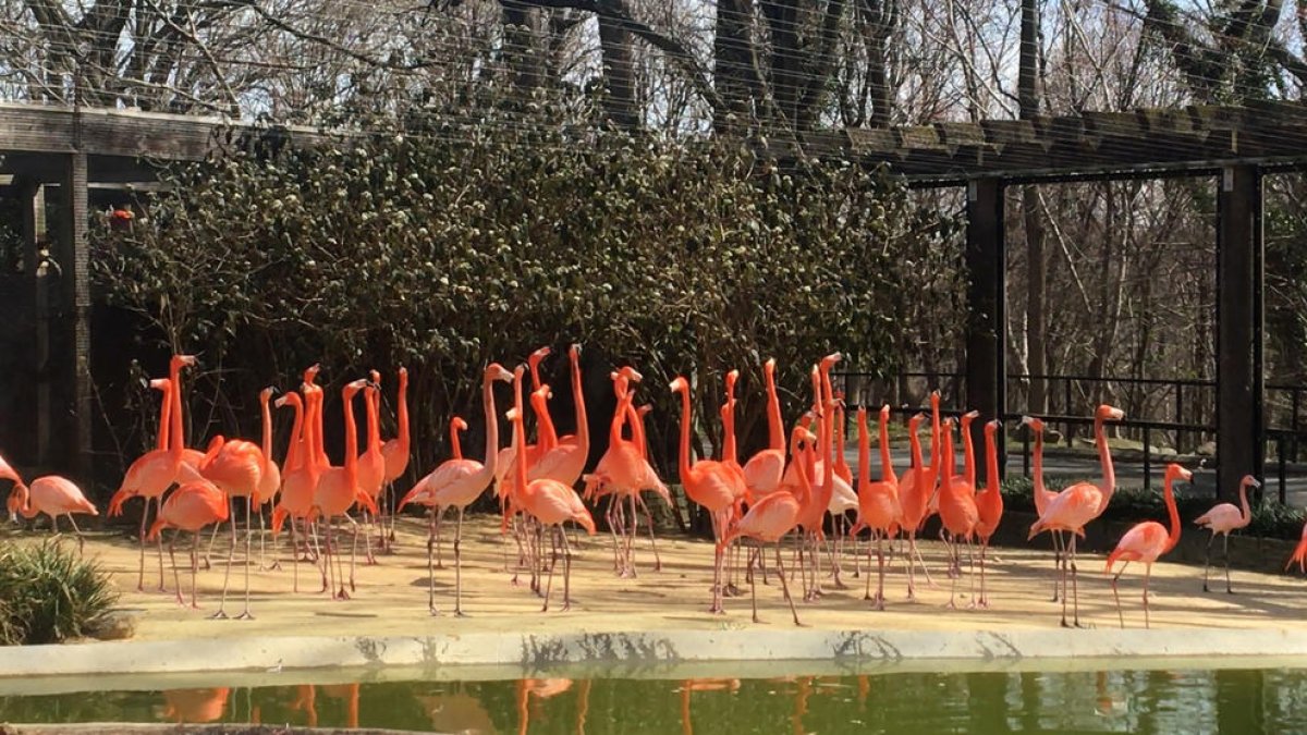 Una guineu salvatge mata 25 flamencs al zoo de Washington