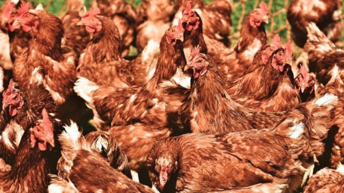 Un home intenta comprar dues gallines per una bona causa i acaba amb 1.000