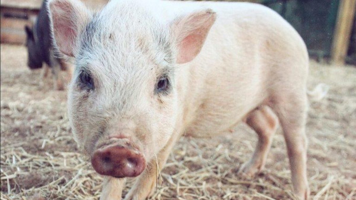 El Santuari Joplin llança un campanya per recaptar 7.000 euros per traslladar-se a Valls