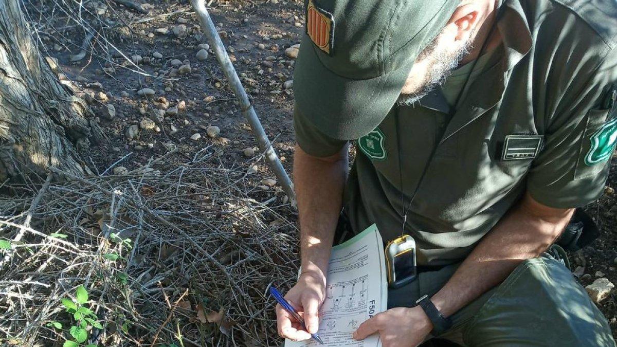 Agents Rurals localiza siete cigüeñas muertas al chocar contra una línea eléctrica en el Baix Ebre