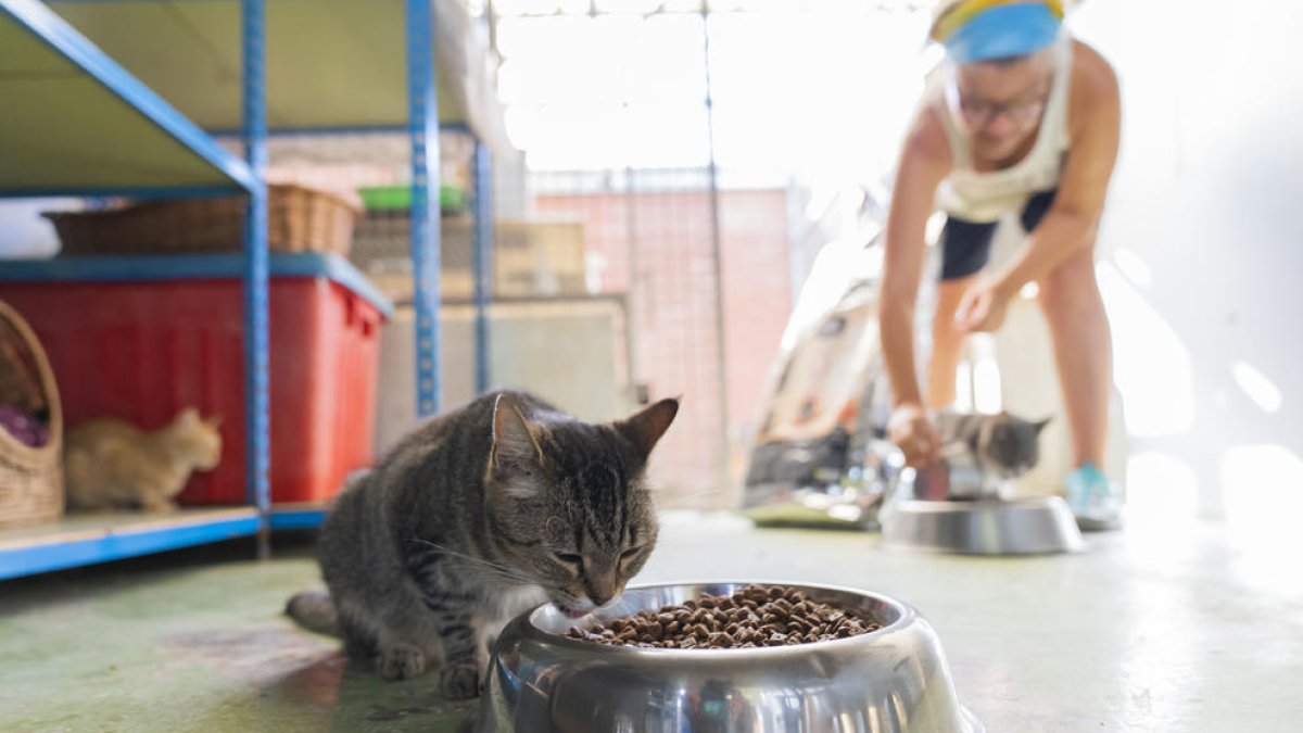 La Protectora d'Animals de Tarragona recull 182 gats i 76 gossos al llarg d'aquest estiu