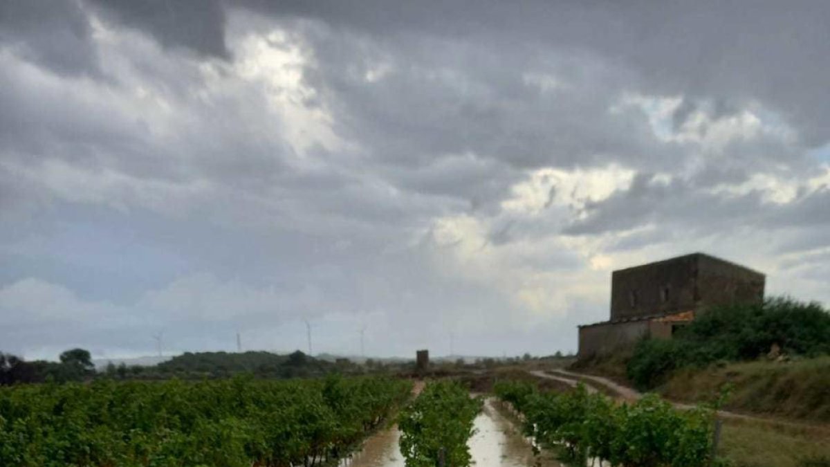 Tres-mil hectáreas de viña en la Terra Alta, afectadas por la granizada