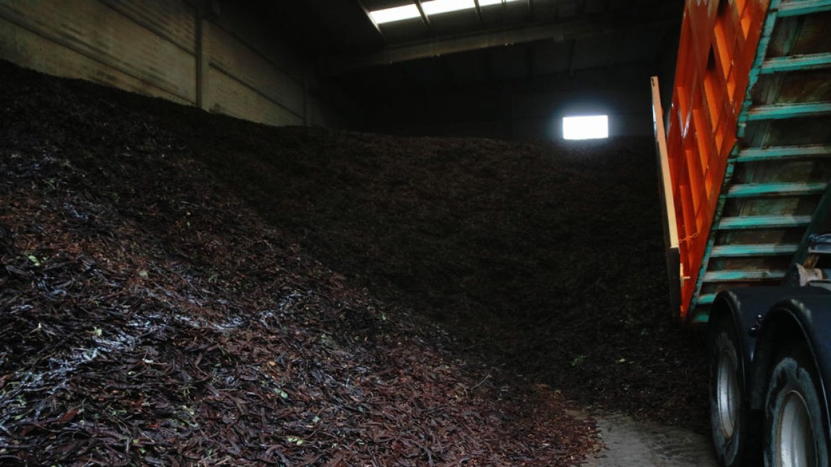 Tres detenidos por robar 500 kilos algarrobas de un almacén de una finca de l'Ametlla de Mar