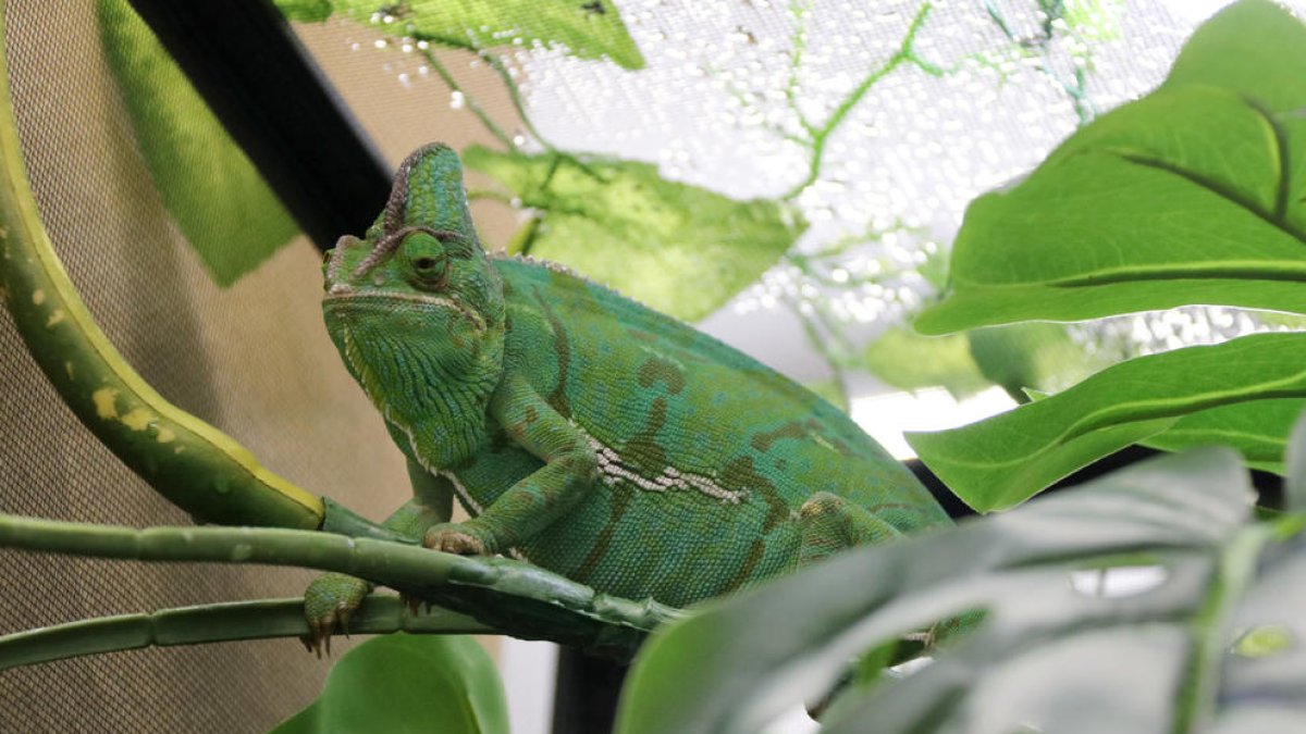 Calafell pone en funcionamiento un centro de protección de fauna exótica