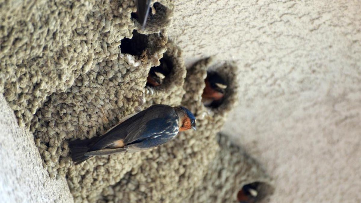 Investiguen un veí de Creixell per destruir diversos nius d'oronetes