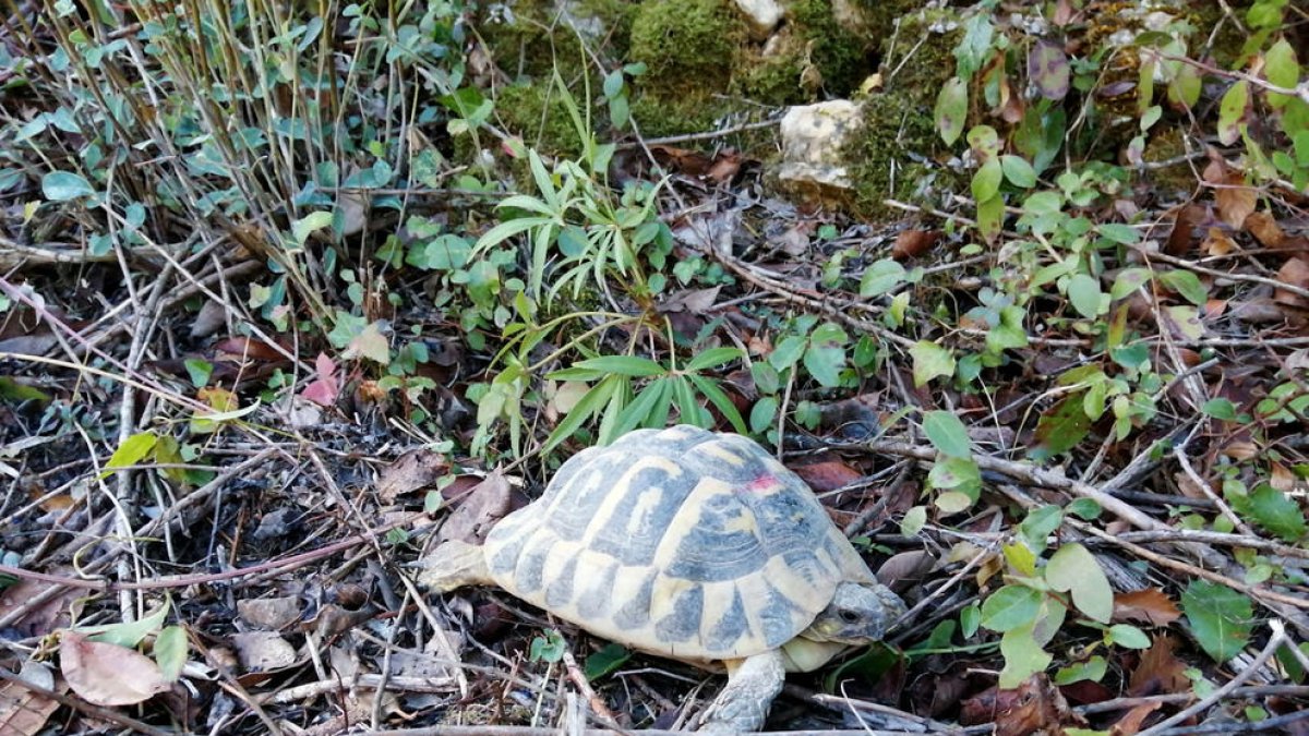 Liberan una sesentena de tortugas mediterráneas en el Parque Natural de la Sierra de Montsant