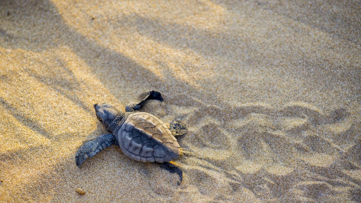 El Ayuntamiento de Tarragona ofrece un ciclo de formaciones para conocer la fauna marina del litoral