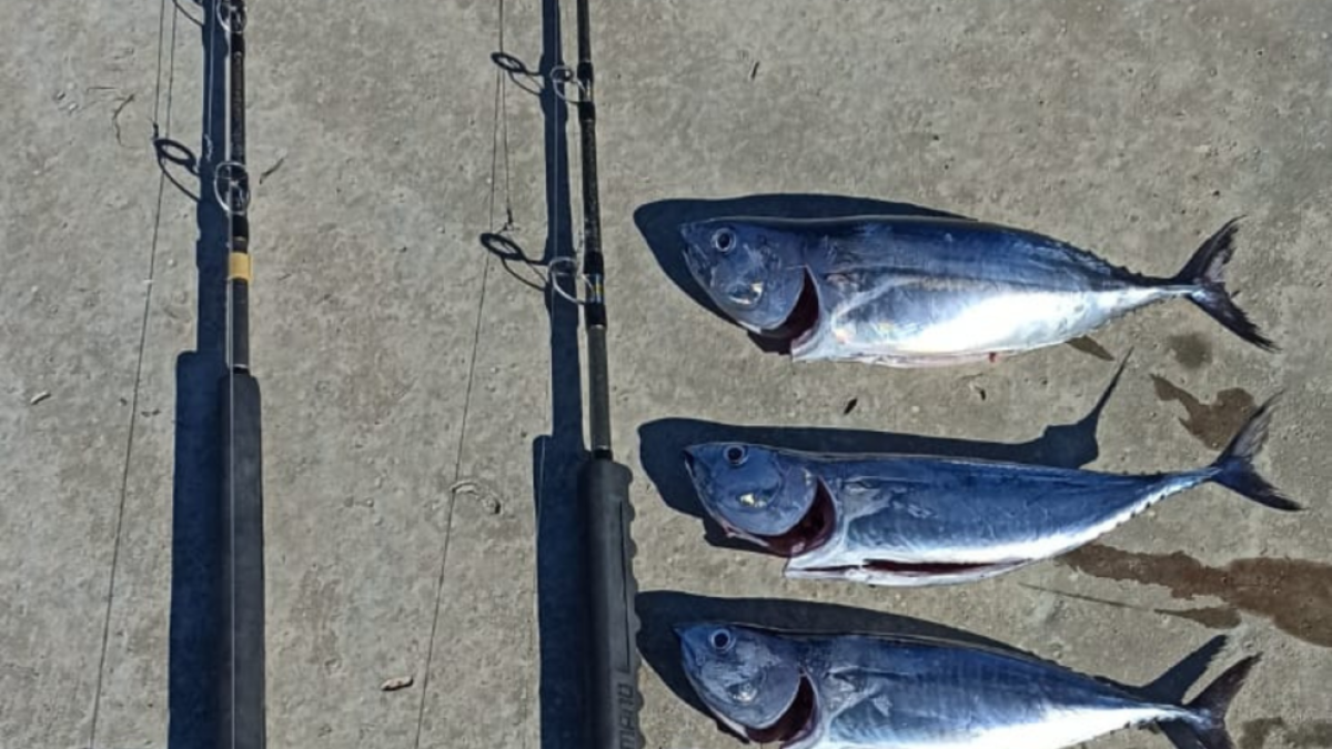 Denuncien una embarcació d'esbarjo a l'Hospitalet de l'Infant per pescar tonyina vermella