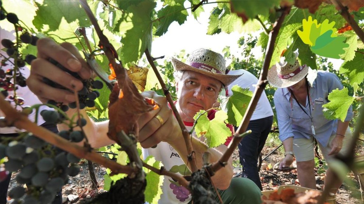 Un cop de mà en temps de verema