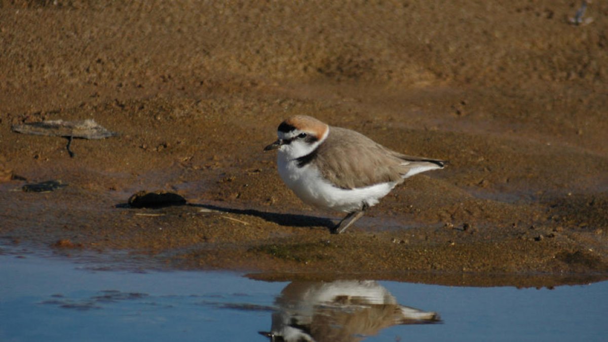 Salvan 19 ejemplares de chorlitejo patinegro en las playas tarraconenses