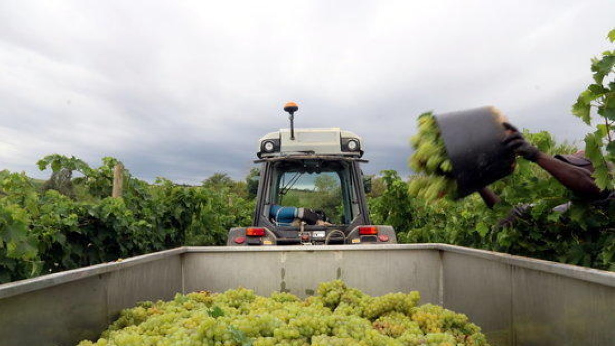 Imagen de un trabajador tirante un cesto de uva en el remolque de un tractor el 20 de agosto de 2019.