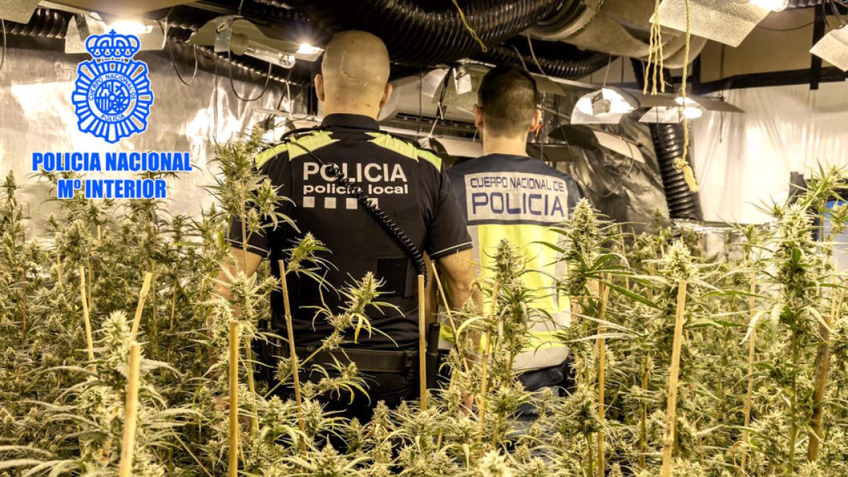 Intervenen més de 1.800 plantes de marihuana en dues plantacions al Vendrell i a Cubelles