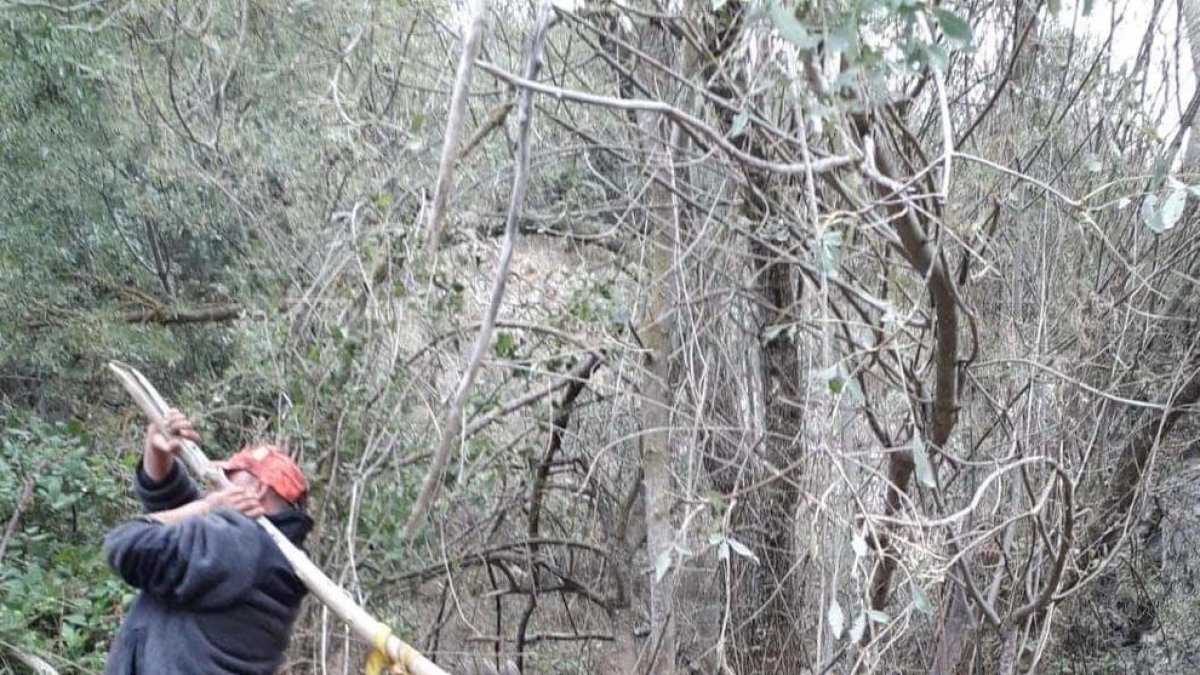 La población de palomas y jabalíes del Camp de Tarragona se ha multiplicado tras la pandemia