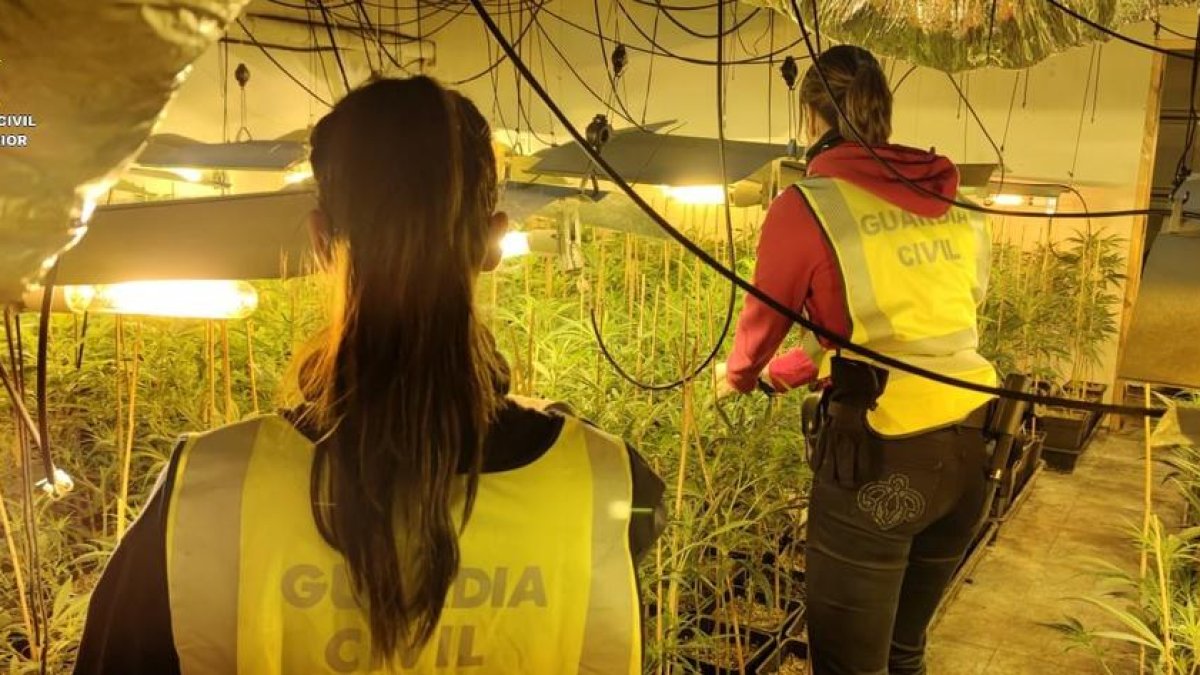 Desarticulan dos plantaciones de marihuana en dos chalets de Calafell