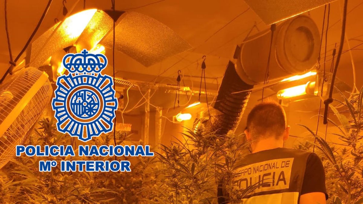 Desmantellen dues plantacions de marihuana, una a la Móra i l'altra a Valls