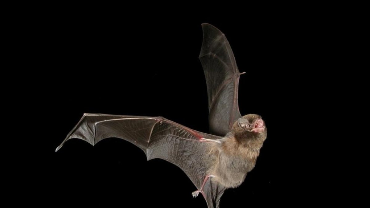 Aíslan un virus vinculado al Ébola que se ha encontrado en una cueva de Asturias