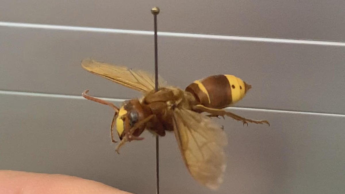 Barcelona: Retiran un nido con 200 ejemplares de avispa oriental detectado por primera vez en Cataluña