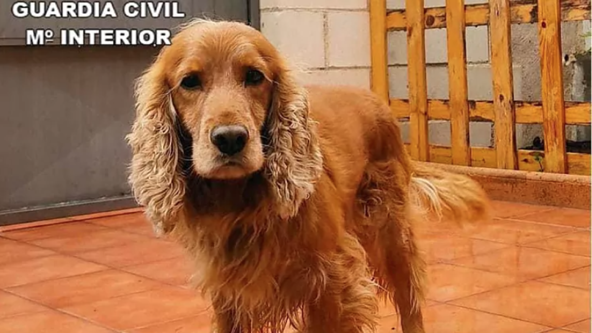 Madrid: Un perro de la Guardia Civil 'caza' a una octogenaria pasando drogas a su hijo en la cárcel