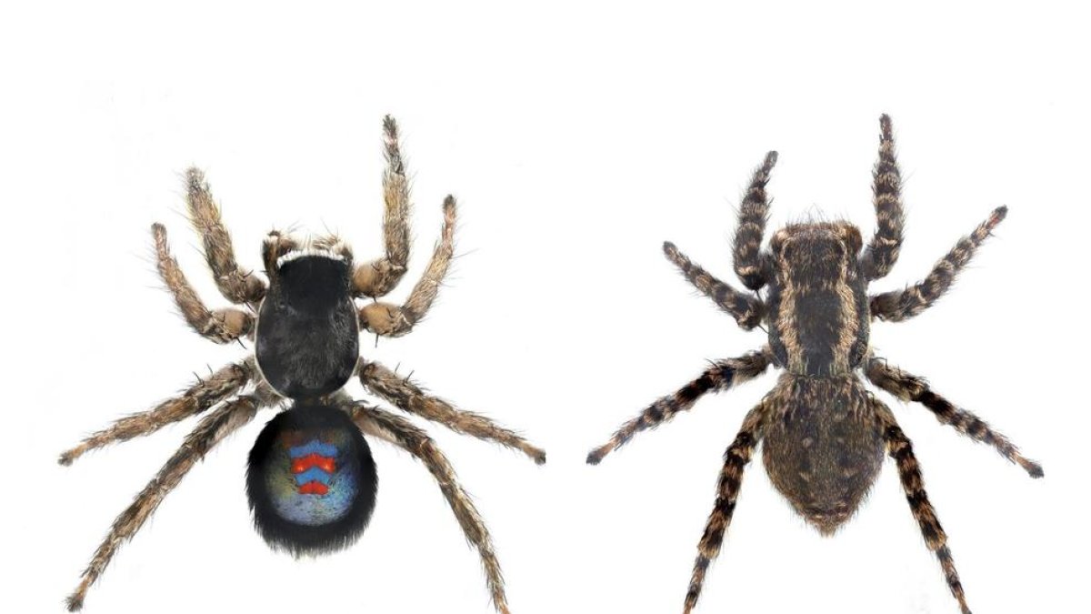 Cádiz: Hallan una nueva especie de araña «blaugrana»