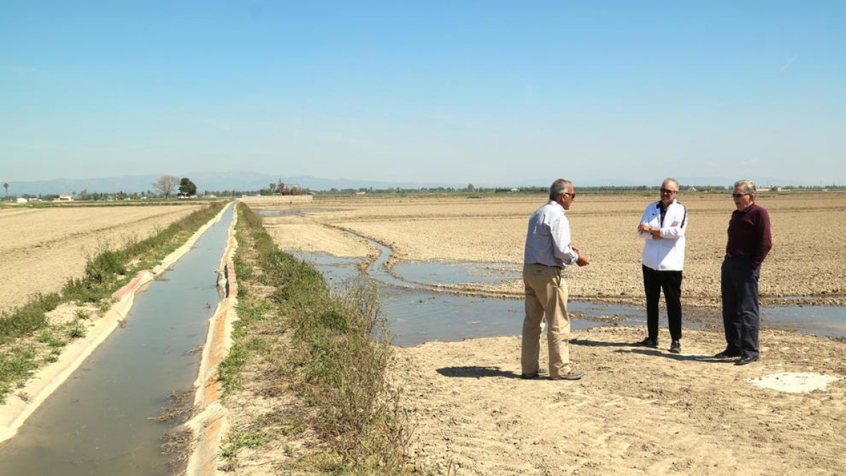 Les pluges de primavera retarden la inundació de camps d'arròs al delta de l'Ebre