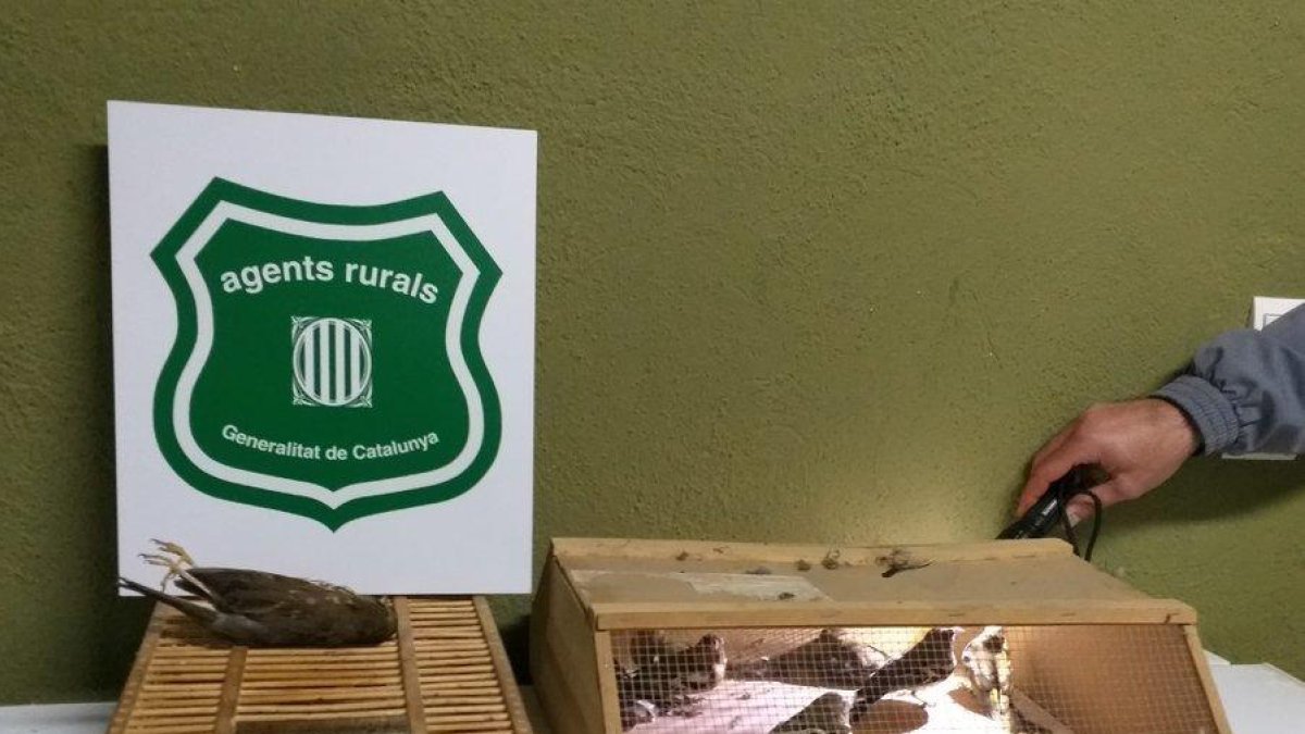 Denuncian a dos personas por cazar pájaros con métodos prohibidos en el Montsià
