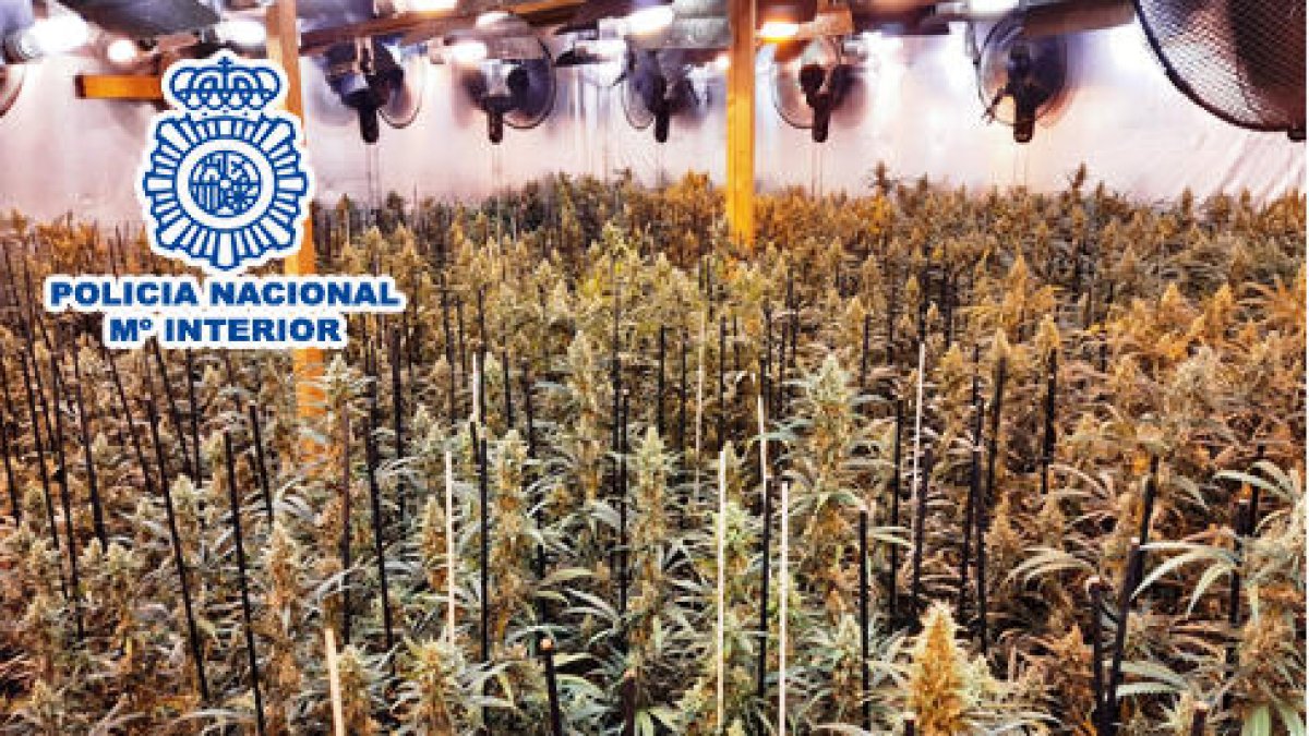 Desarticulado un grupo criminal dedicado al cultivo de marihuana en el Vendrell, Barcelona y Girona