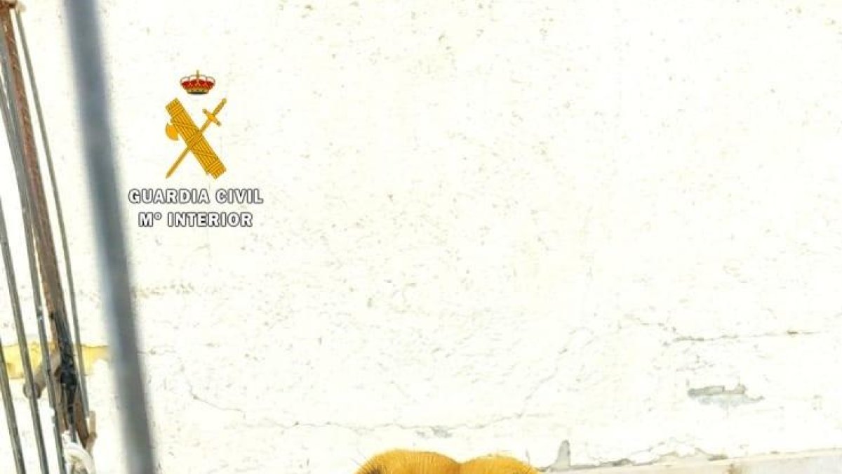 Confisquen dos gossos de raça perillosa al seu propietari per estar en condicions d'insalubritat