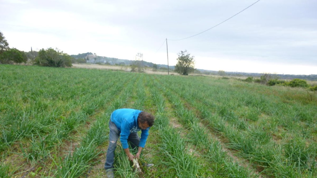 Valls, conreu, calçotada, Francesc Amill, IGP Calçot de Valls, calçot, horta