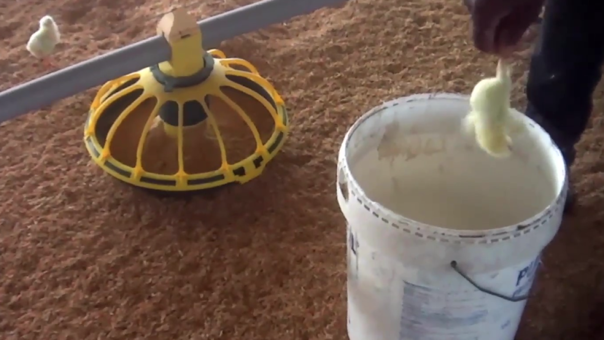 Equalia denuncia maltractament animal a una macrogranja de pollastres de Roquetes