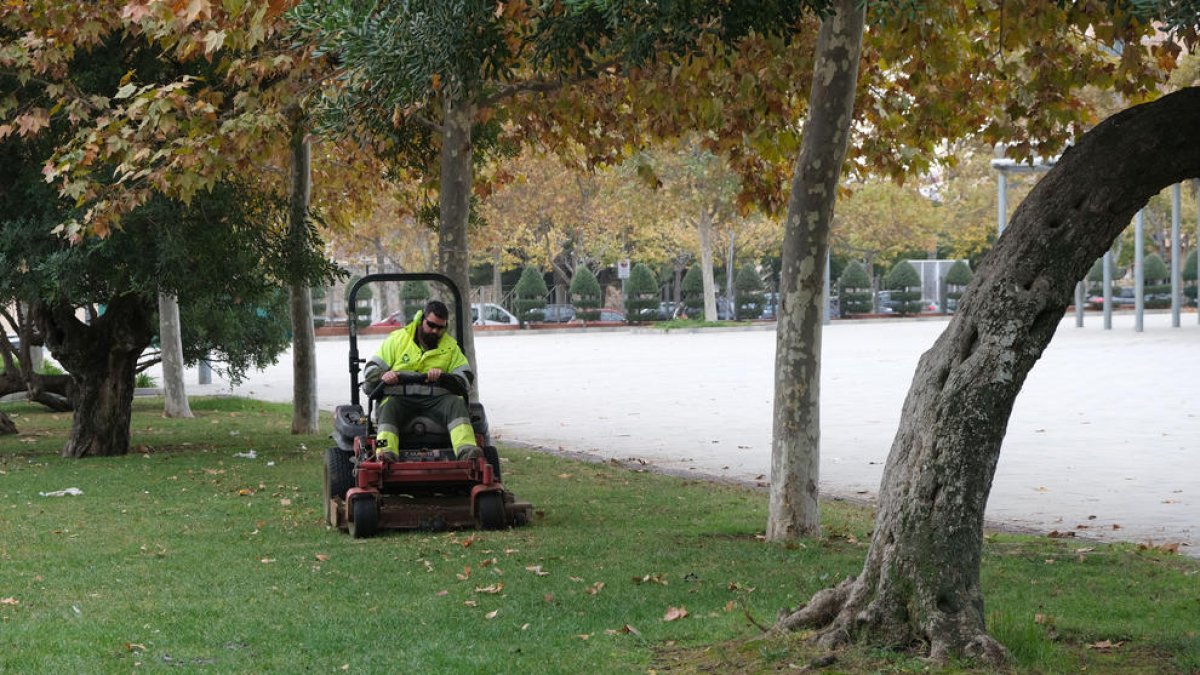 Cambrils reposarà una seixantena d'arbres en diferents punts del municipi