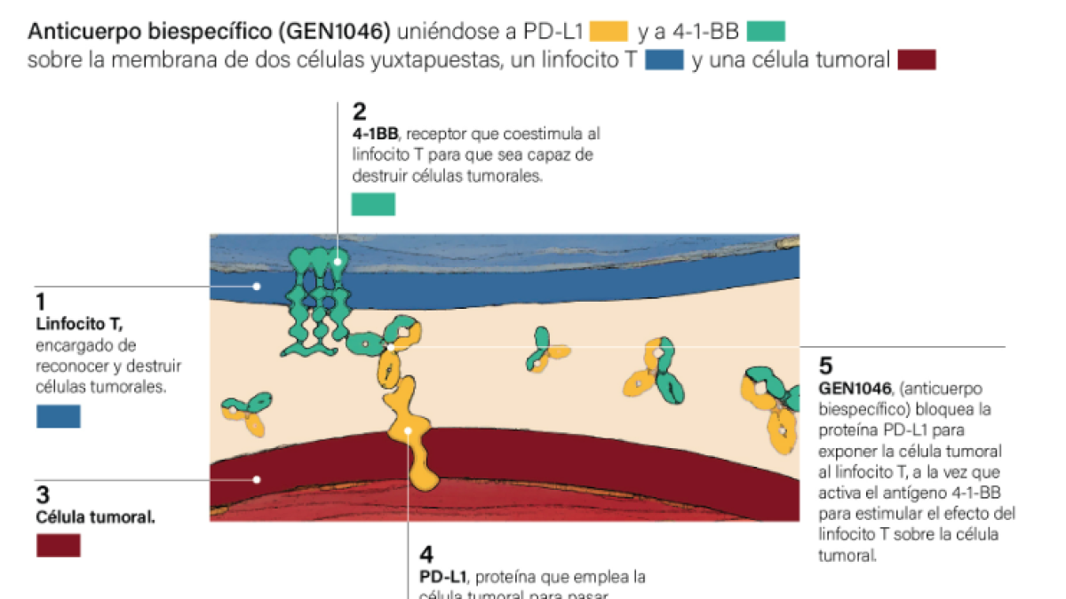 Desenvolupen un anticòs que podria tractar tumors resistents a l'immunoteràpia