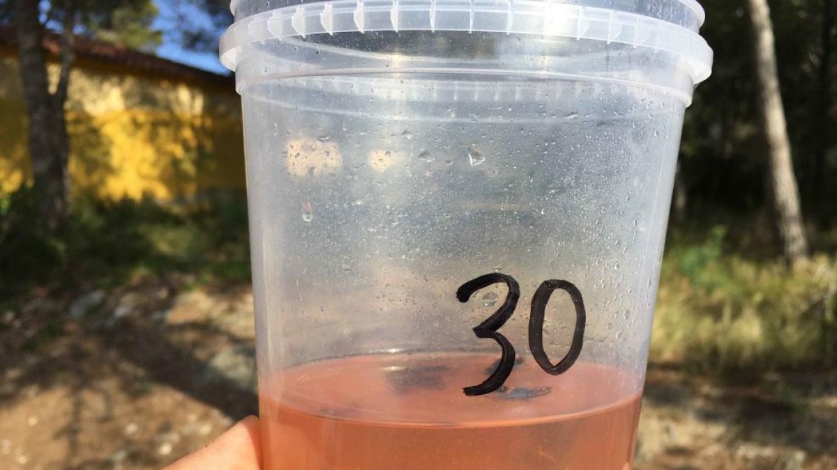 Altafulla distribueix trampes per capturar reines de vespa asiàtica