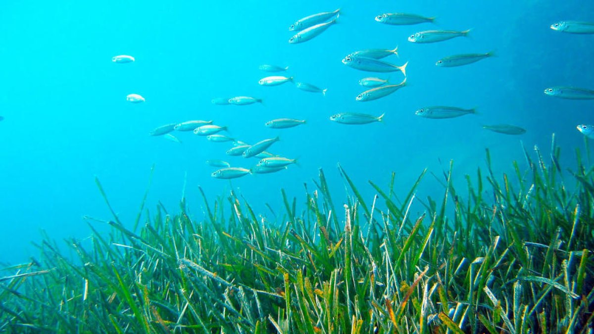 Calafell cartografiará el fondo marino para detectar las praderas de posidonia