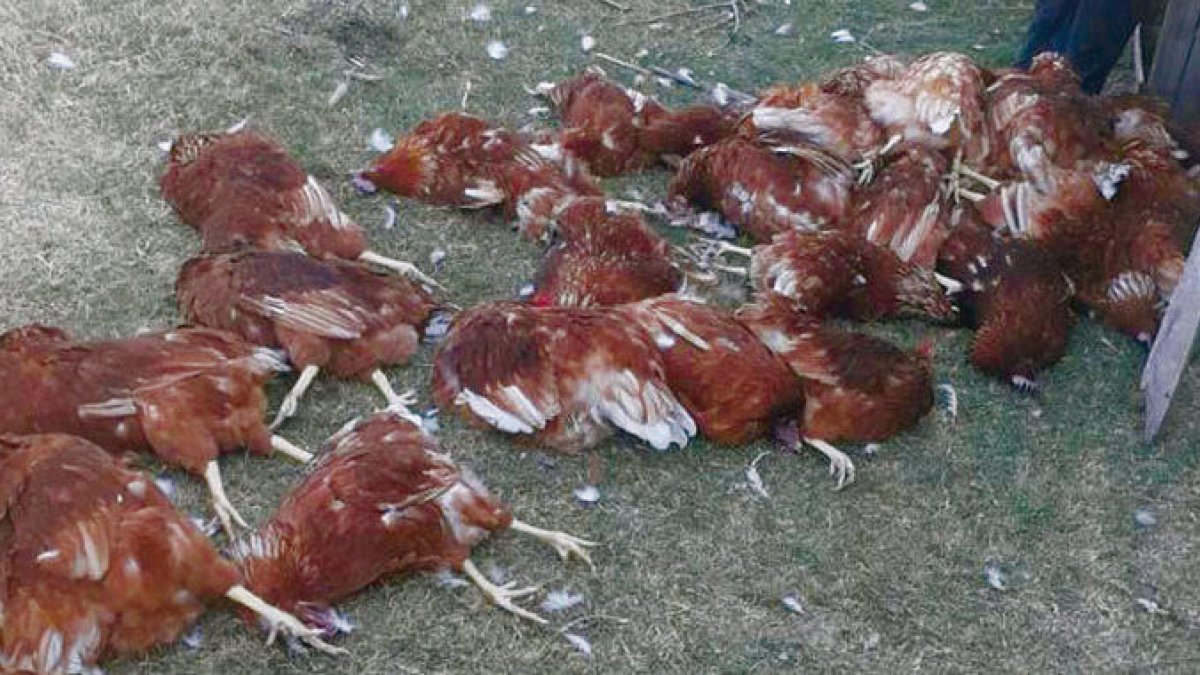 Moren 5.000 gallines a una granja de Cantàbria asfixiades per la calor