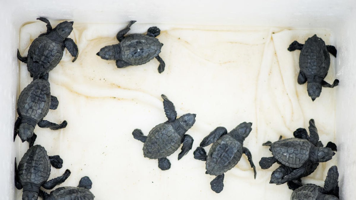 Tarragona inicia la campanya de fauna marina